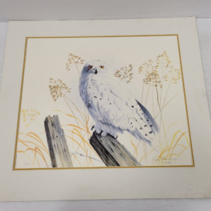 No Name Snowy Owl Print by Randy Fahr